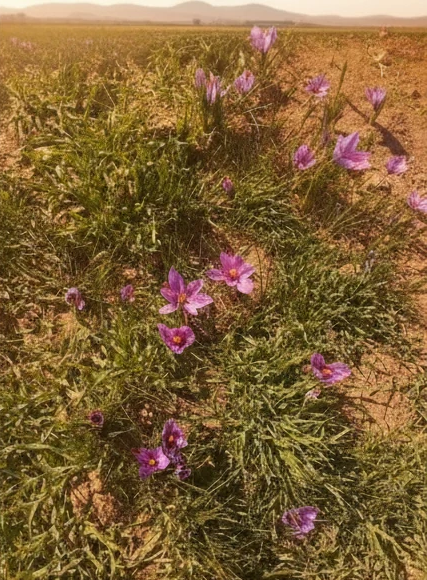 زعفران اصل محلی لرستان ۱ گرمی | سوپر نگین کوهی، برداشت دستی